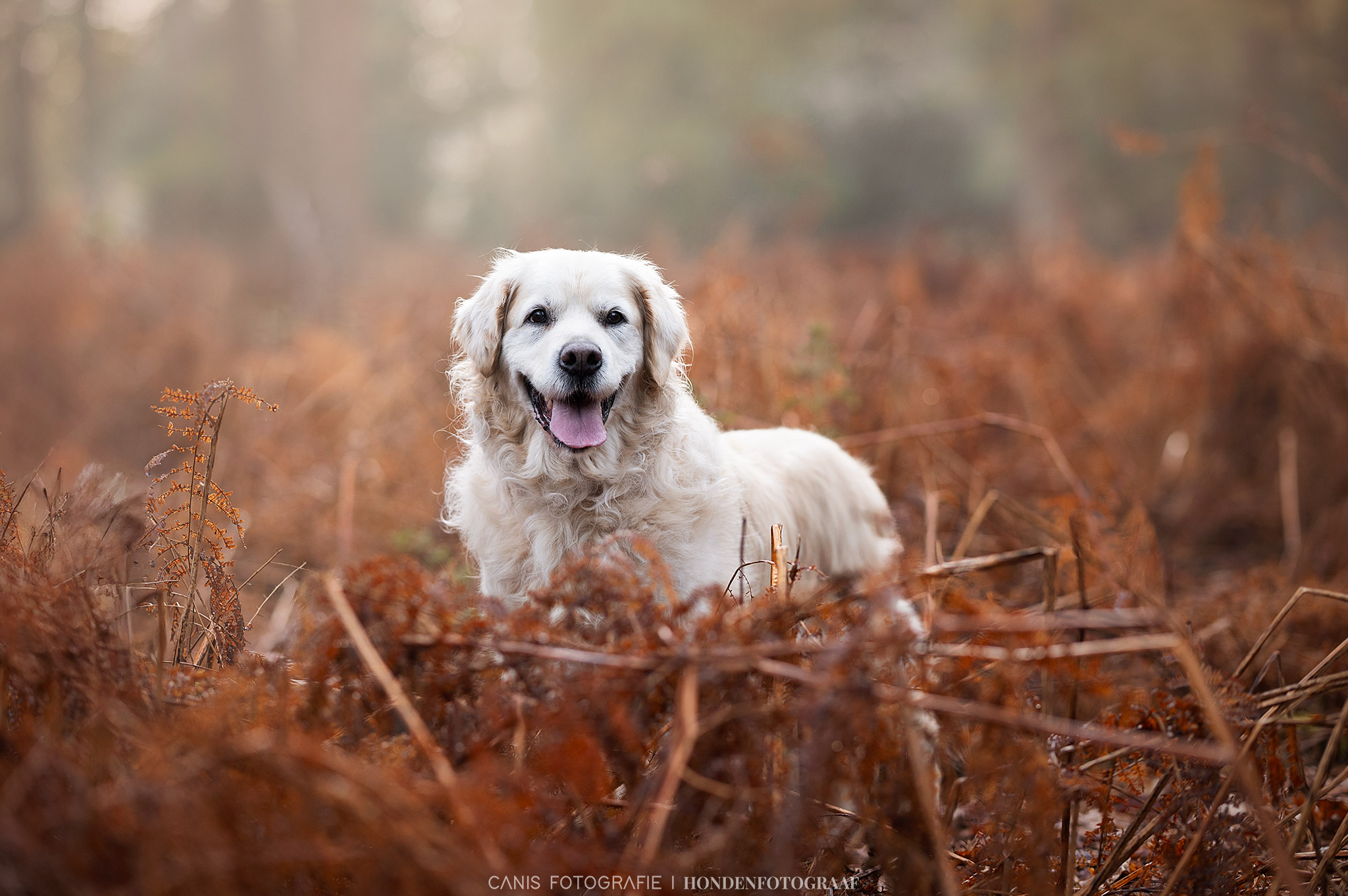 DSC_0851-web